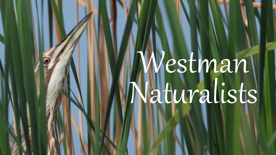 Westman Naturalists Link